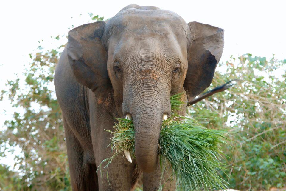 Elephants have taught themselves to peel bananas