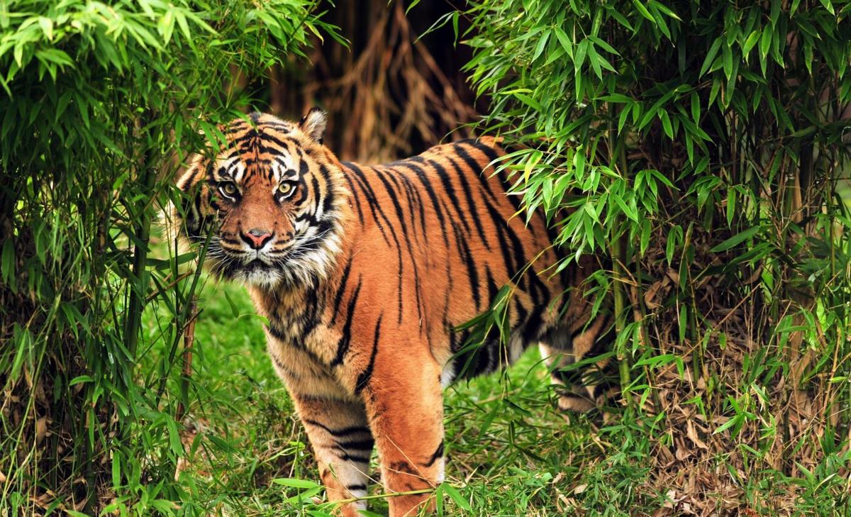Anticipating a species extinction is much better than reacting to it