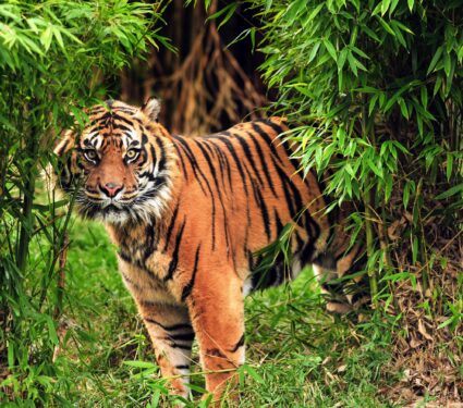 Sumatran-Tiger.jpg