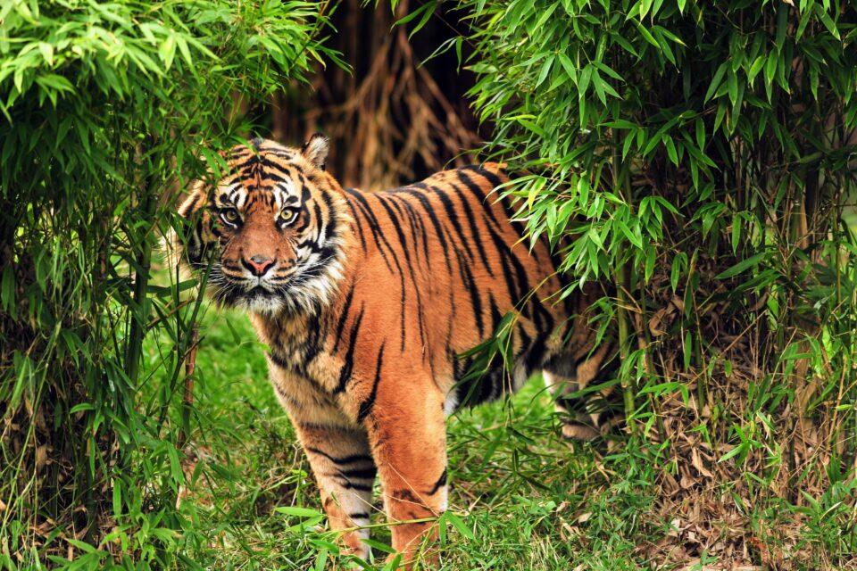 Anticipating a species extinction is much better than reacting to it