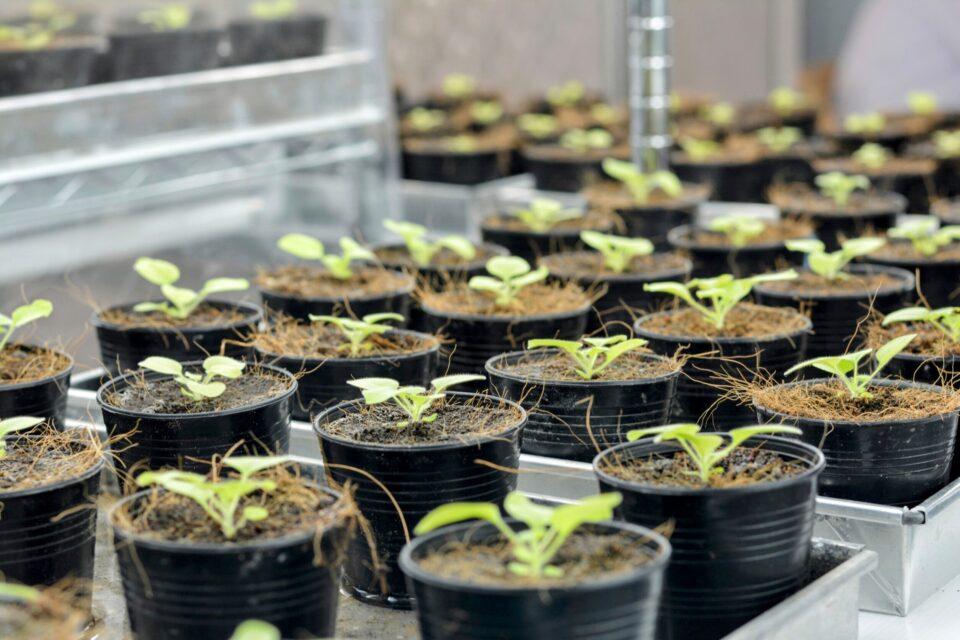 Modified plants produce pheromones to confuse pests