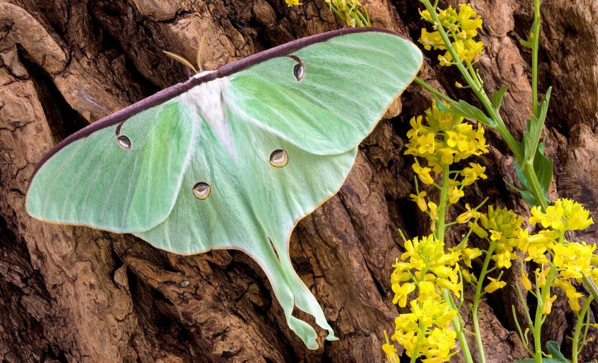 Luna moth tails have only one purpose – evading bats
