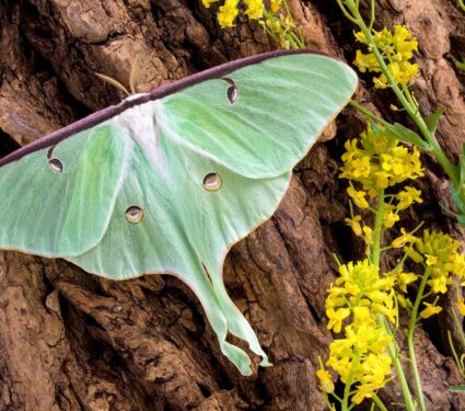Luna-moth.jpg