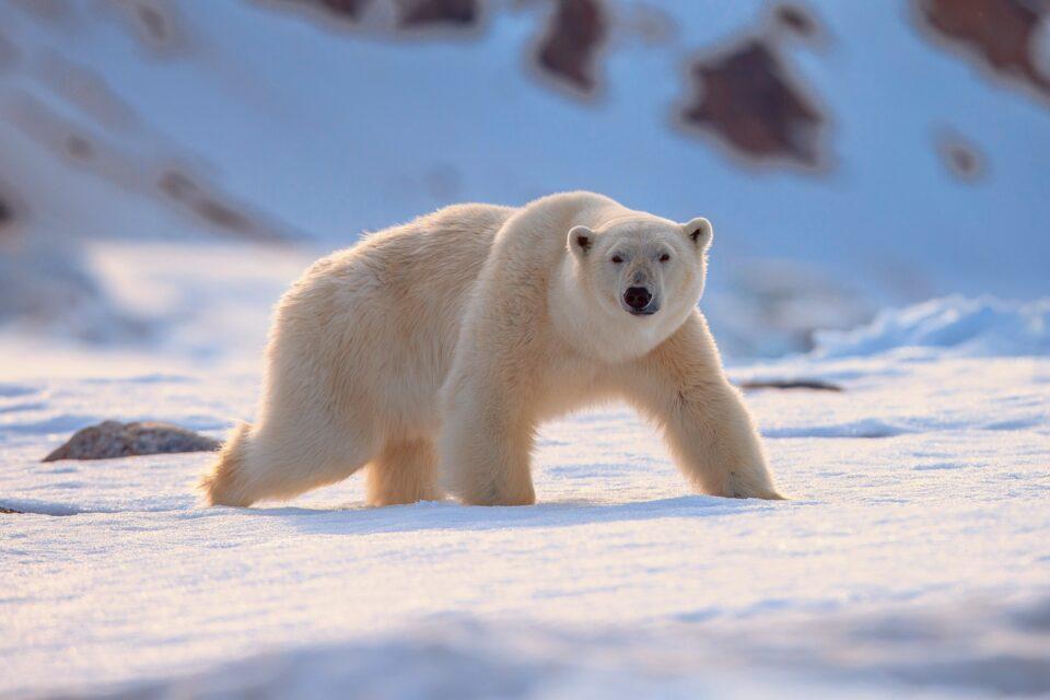 Scientists unravel the secrets of polar bear fur