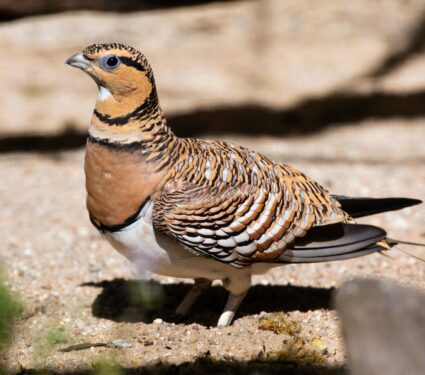 Sandgrouse.jpg