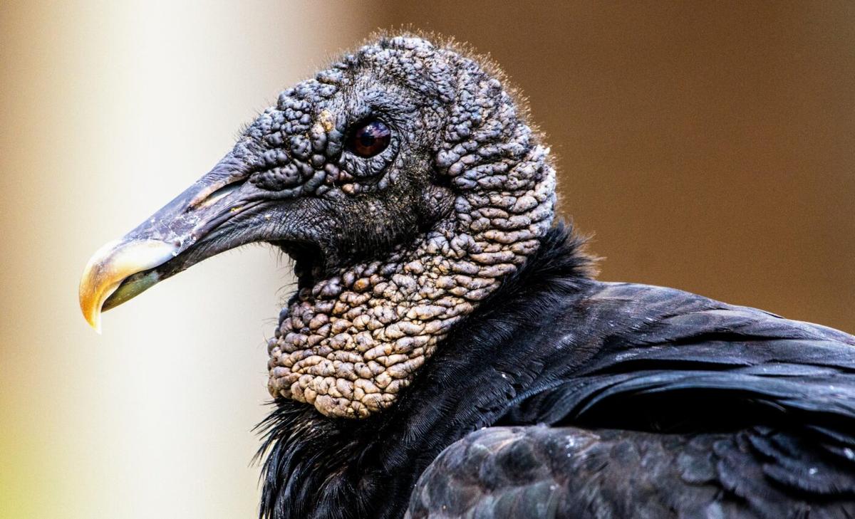Vultures consume enormous amount of plastic waste