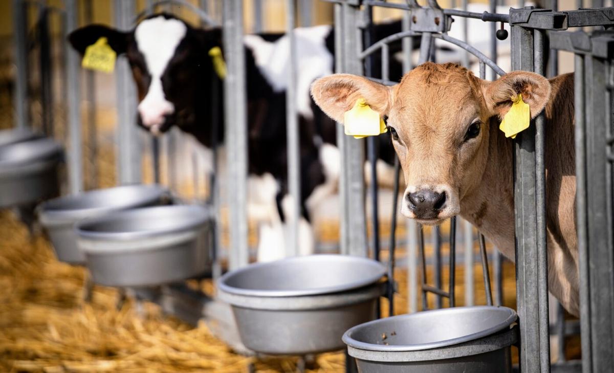 Humans began dairy farming much earlier than previously believed