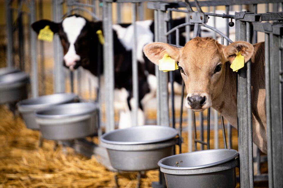 Humans began dairy farming much earlier than previously believed