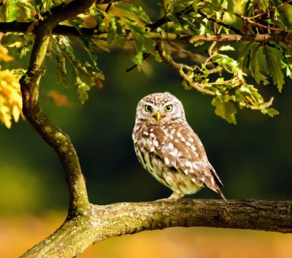 Little-owl.jpg