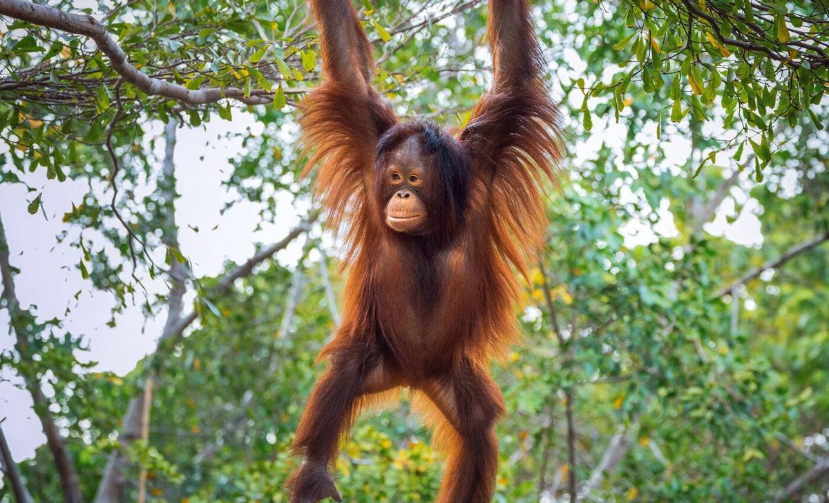 Apes may have begun walking upright to eat leaves, not fruits
