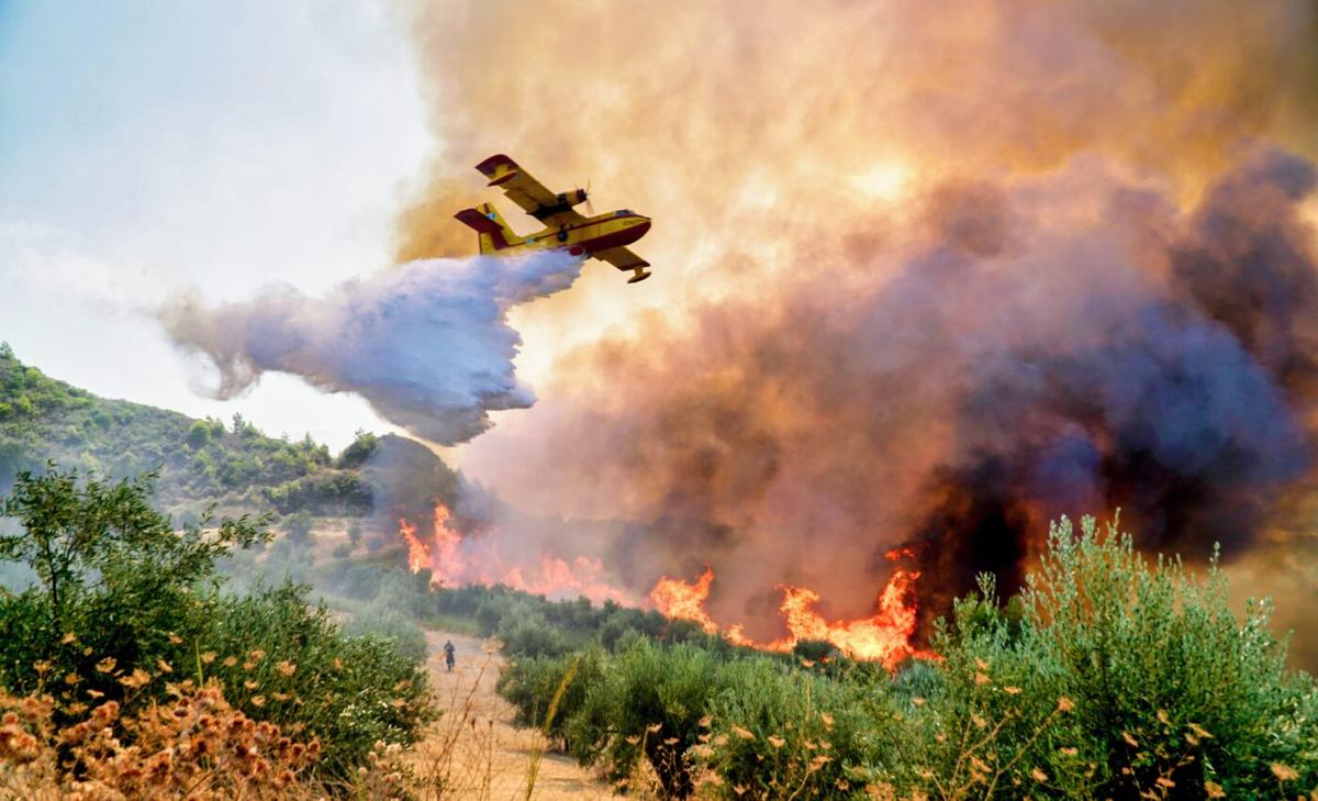 Wildfires ultimately benefit plant and animal diversity