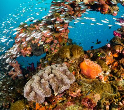 Reef2.jpg