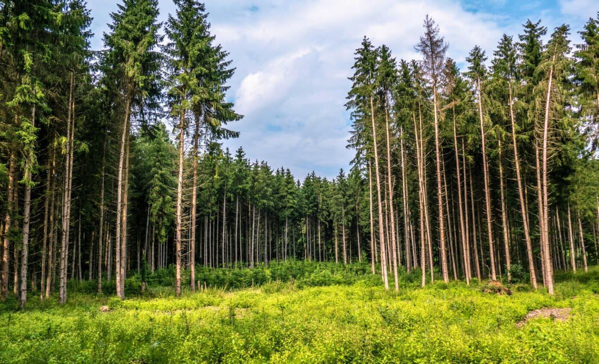 Bees much prefer clearcut land over forest canopy areas