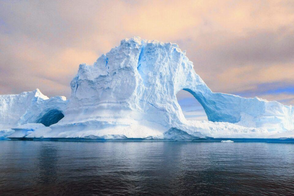 Antarctic icefish have developed alien-like superpowers to survive