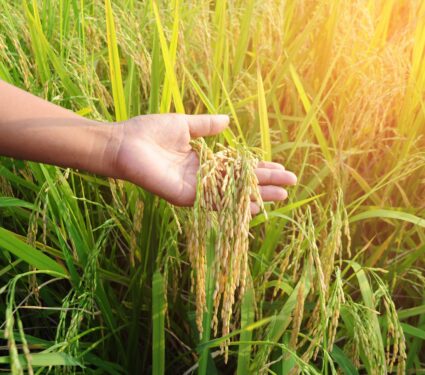 Rice-plants.jpg
