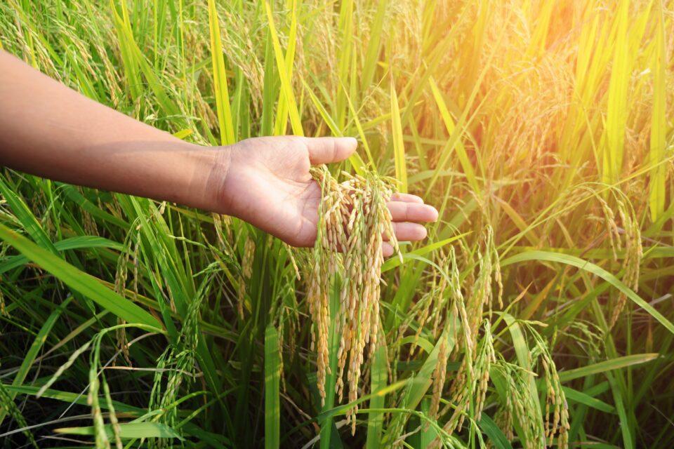 Native aquatic plants could help clean coastal waters