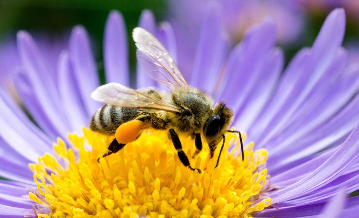 Stop signals decrease dopamine levels in honeybees