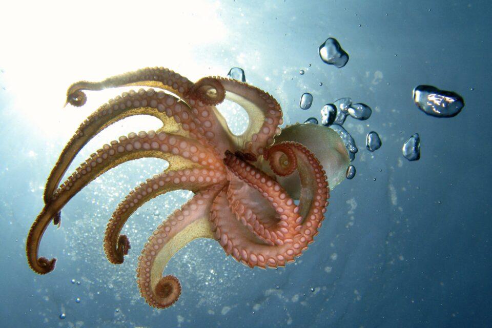 Octopus and squid senses linked to human brain evolution