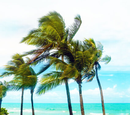 Tropical,Palm,Trees,On,The,Miami,Beach,Near,The,Ocean,