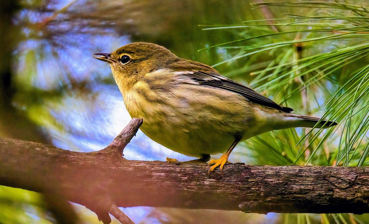 Surprising discovery behind long-distance bird migration