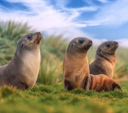 Antarctic-seals.jpg