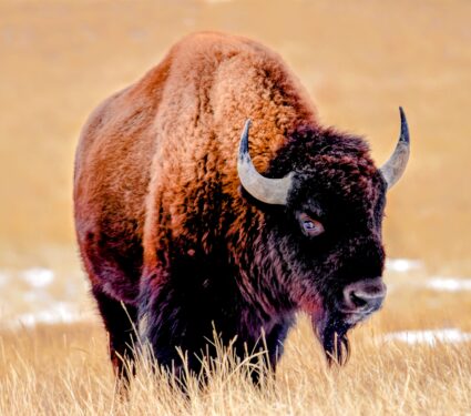 Bison.jpg