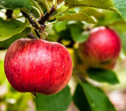 Apples2.jpg