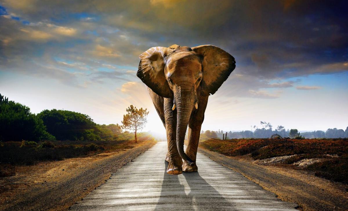 Large animals travel slowly because they get too hot
