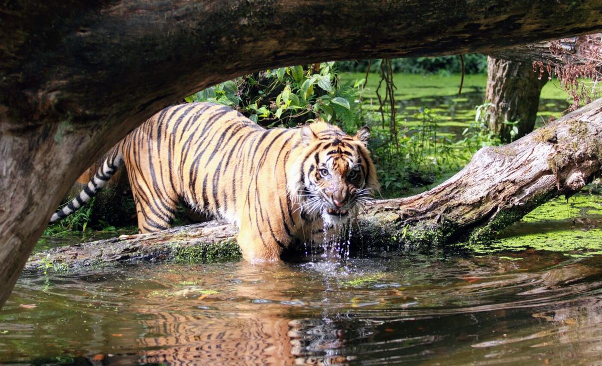 Impact of climate change on animal populations worse than imagined