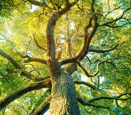 2023/04/Tree-diversity2.jpg
