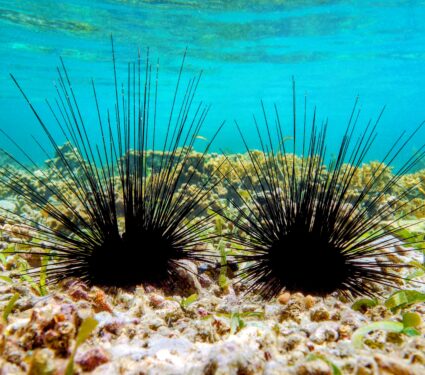 Urchins-2.jpg