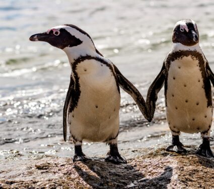 African-penguins.jpg