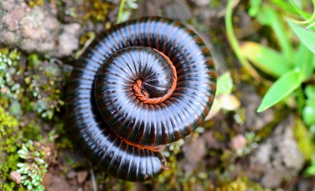Millipede legs grow in an unexpected way