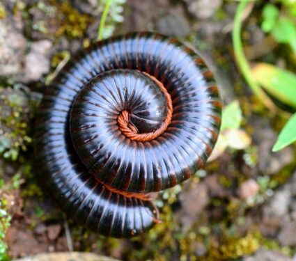 Millipede-2.jpg