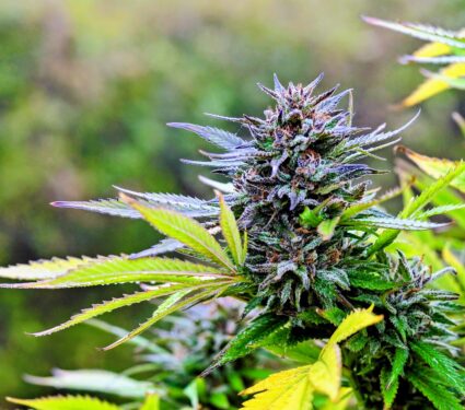 Marijuana-plant.jpg