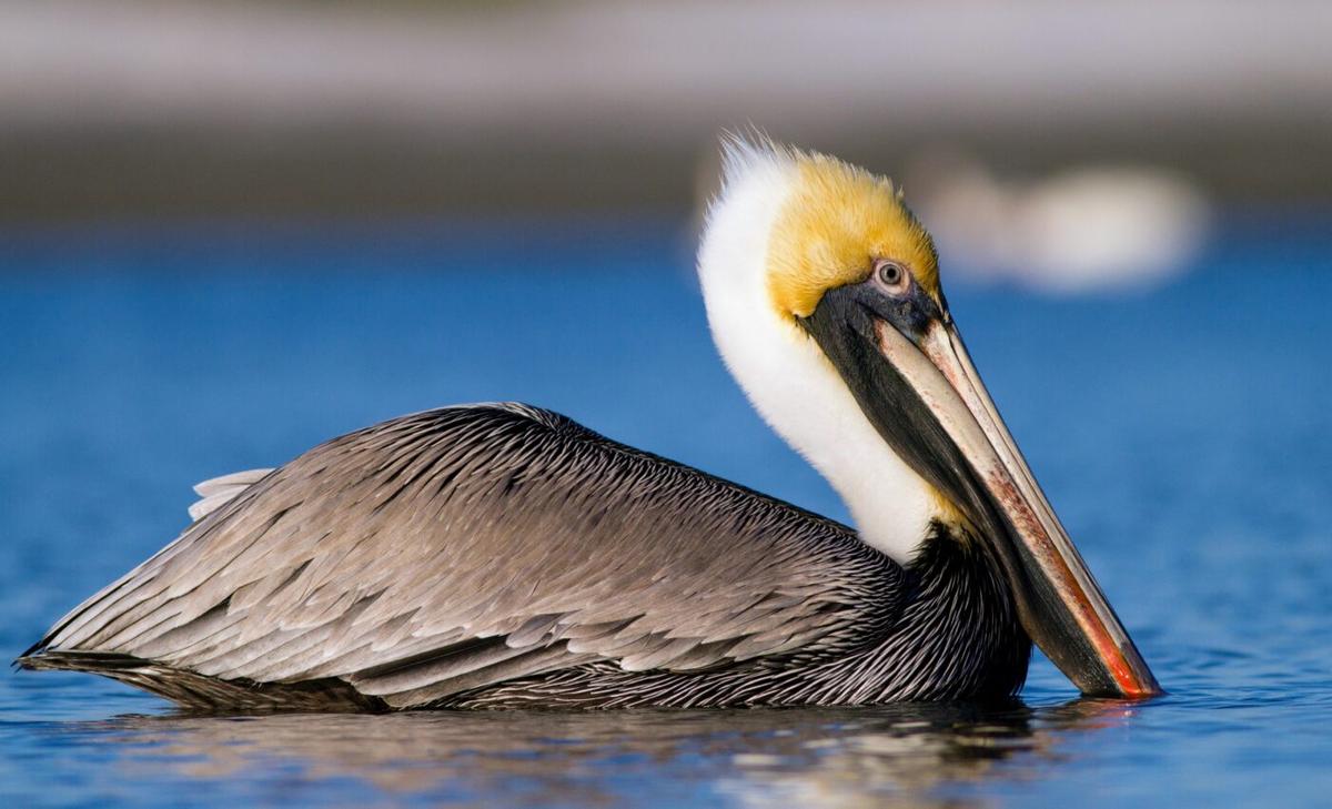 Deadly bird flu outbreak requires urgent coordinated response