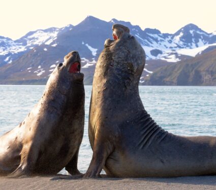 Elephant-seals-4.jpg