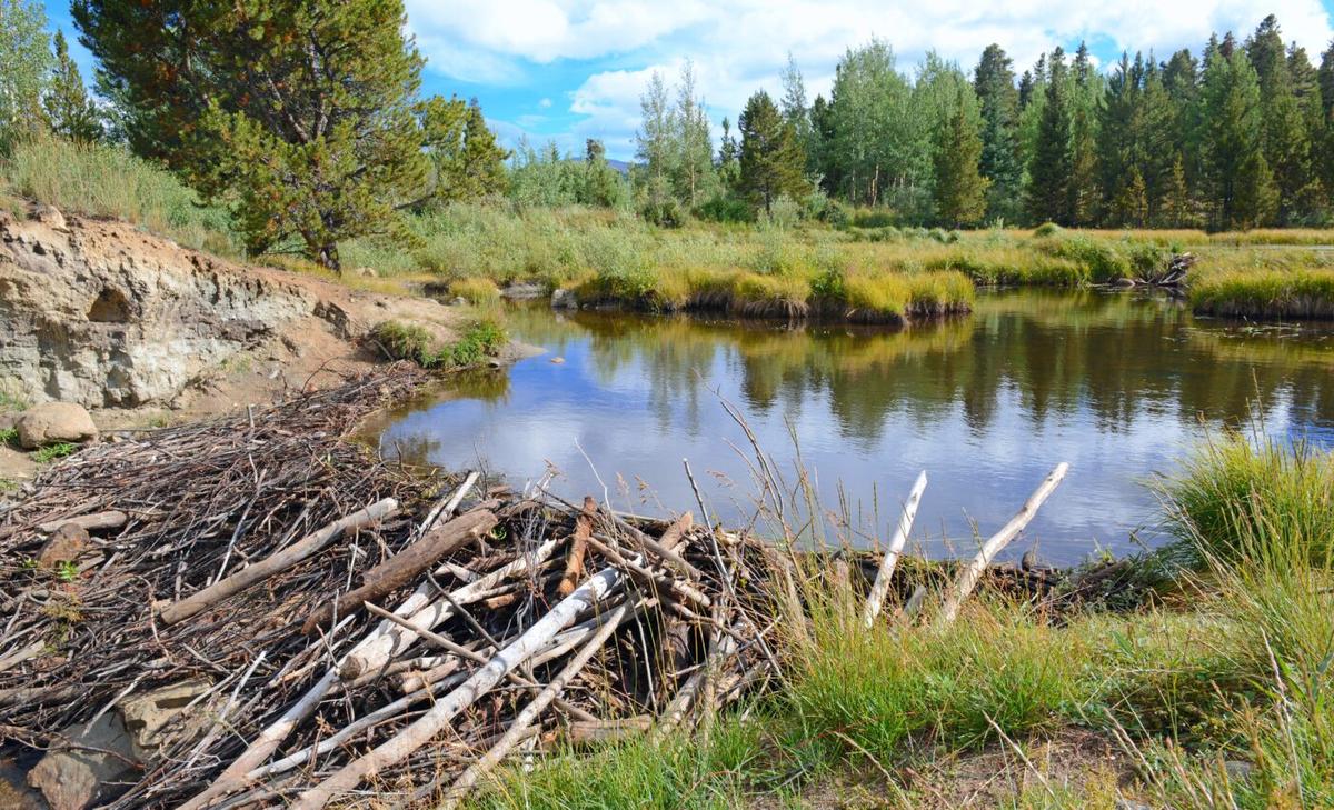 Which beaver ponds contribute to nitrogen pollution?