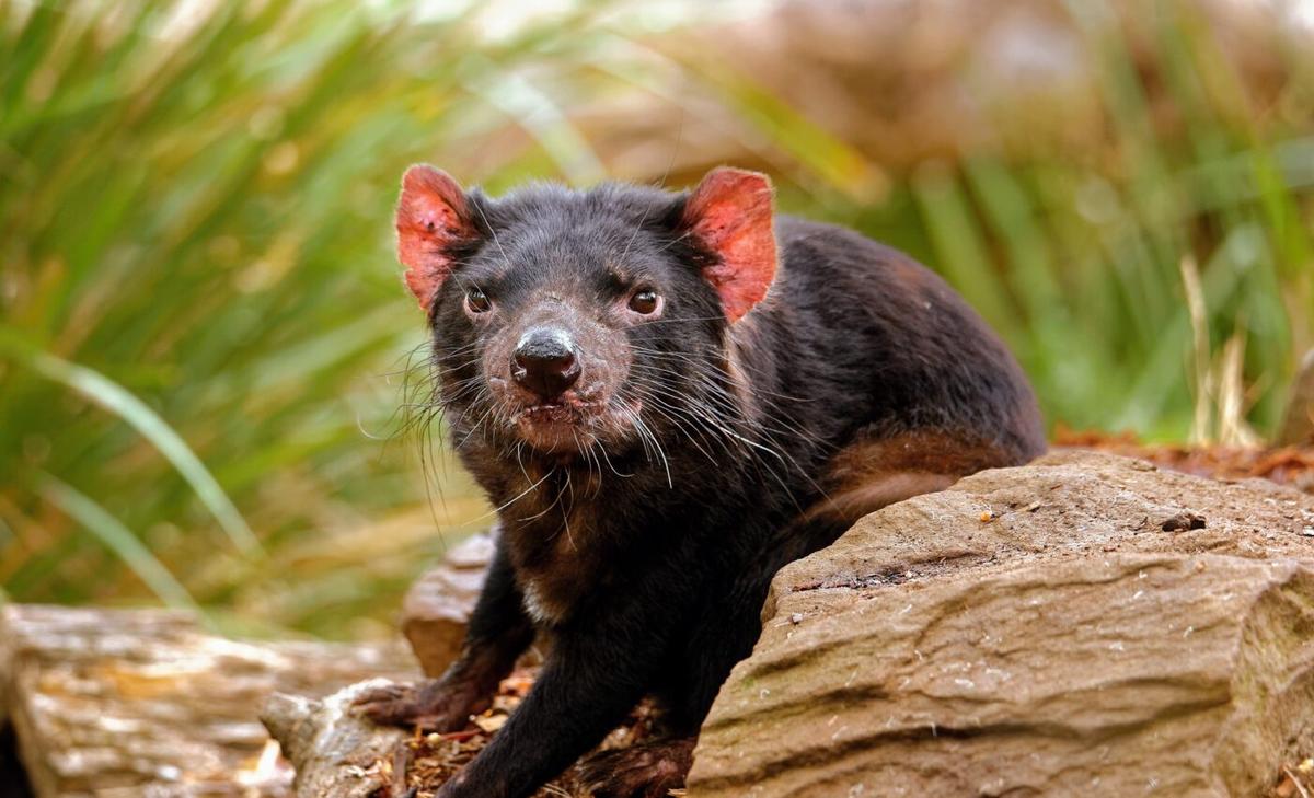 Transmissible cancers pose an unpredictable threat to Tasmanian devils 