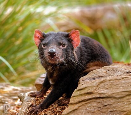 Tasmanian-devils.jpg