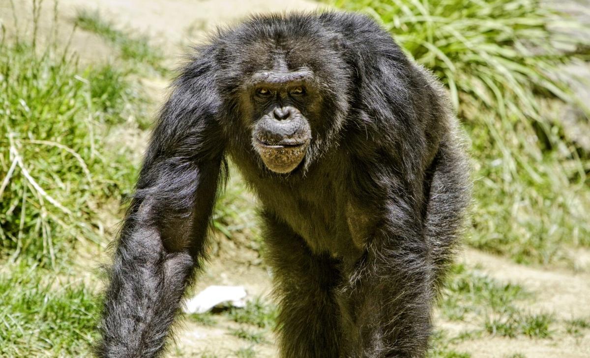 Study: Mean chimpanzees fare better in life than nice ones