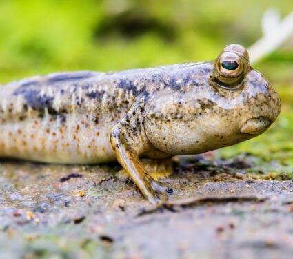 Mudskipper.jpg