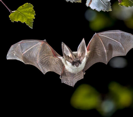 Flying,Bat,Hunting,In,Forest.,The,Grey,Long-eared,Bat,(plecotus