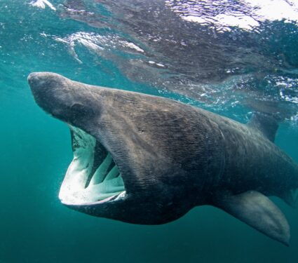Basking-shark.jpg