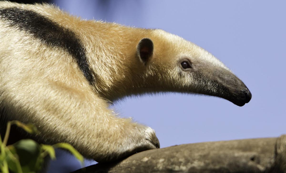 Colombian megafauna experienced "waves" of extinctions