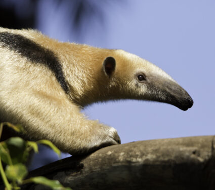 Closeup,Right,Side,Portrait,Of,Giant,Anteater,From,Climbing,On