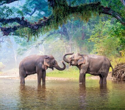 2023/04/Asian-elephants-2.jpg