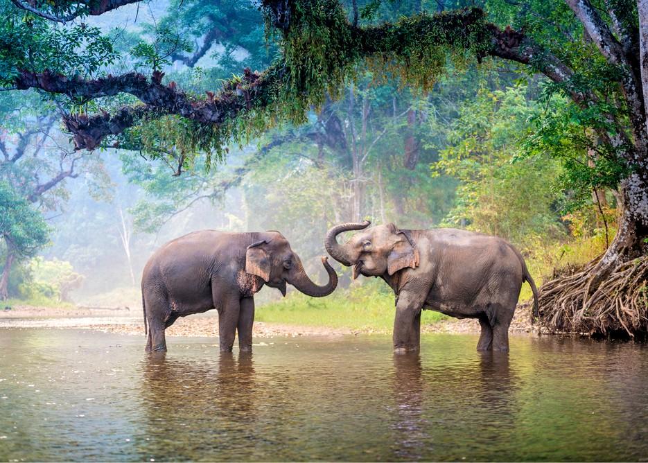 For Asian elephants, shrinking habitats will increase conflicts