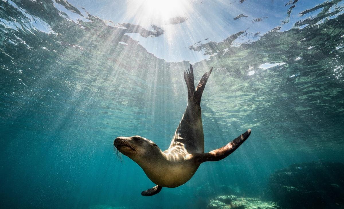 California sea lions are getting bigger as their population increases