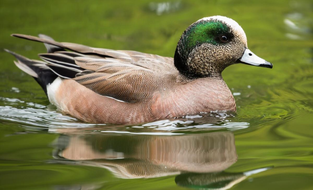 Early nesting ducks are at risk from climate and land-use changes